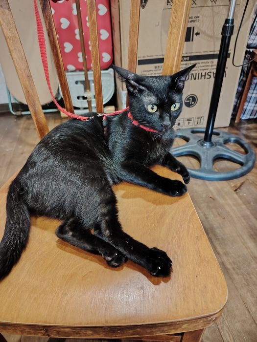 Отдам кошку в хорошие руки