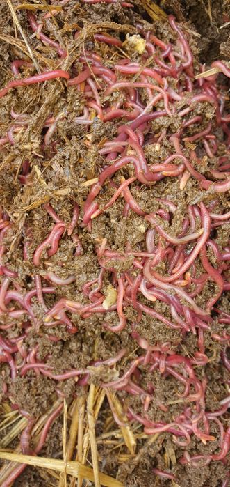 Kaliforniya qizil chuvalchangi.( Калифорния қизил чувалчанги)