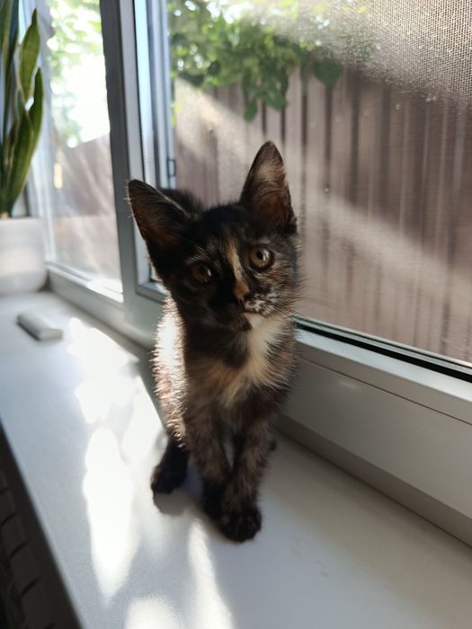 Котенок, 2 месяца, девочка