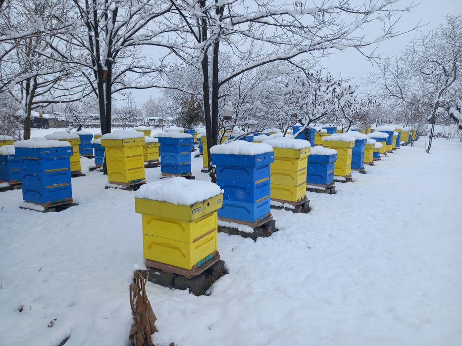 Презимували пчелни отводки ЛР
