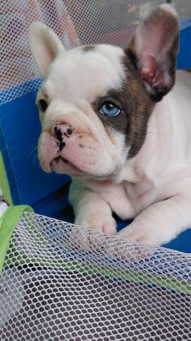Френски булдог-булдочета