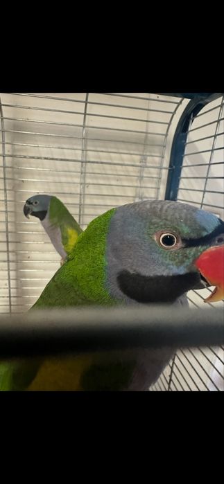 Papagali caique & amazon