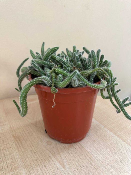 Продаю цветы  (кактусы сортовые, денежное дерево, каменная роза )