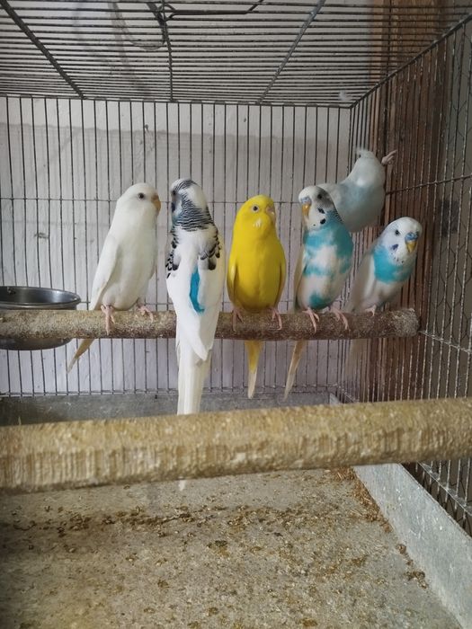 Vând papagali peruși