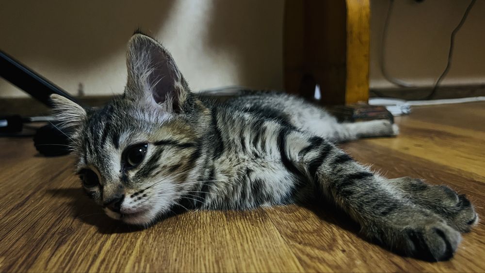 Отдам котеночка в добрые руки!