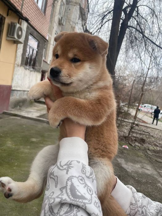 Продаются высокопородистые щенки Сиба Ину