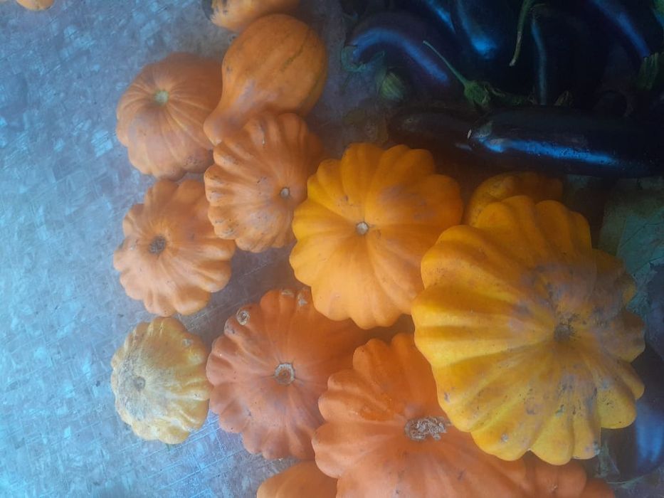 Патисоны свежие укроп