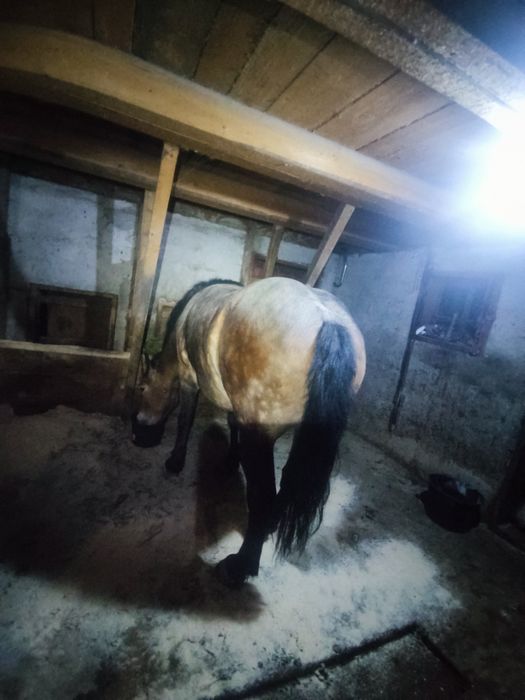 Vând Iapa 3 ani ,foarte cuminte