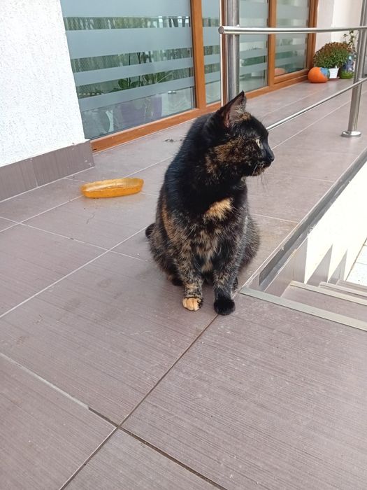 Roca, o pisica de 1 an pentru adoptie