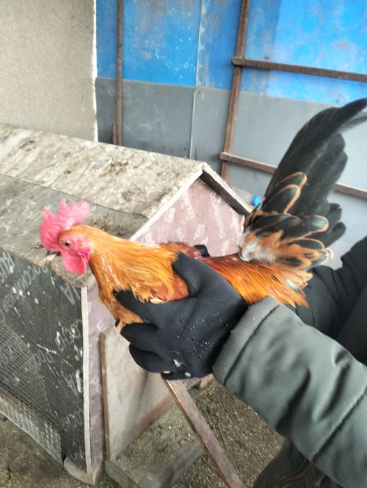 Карликовые петухи