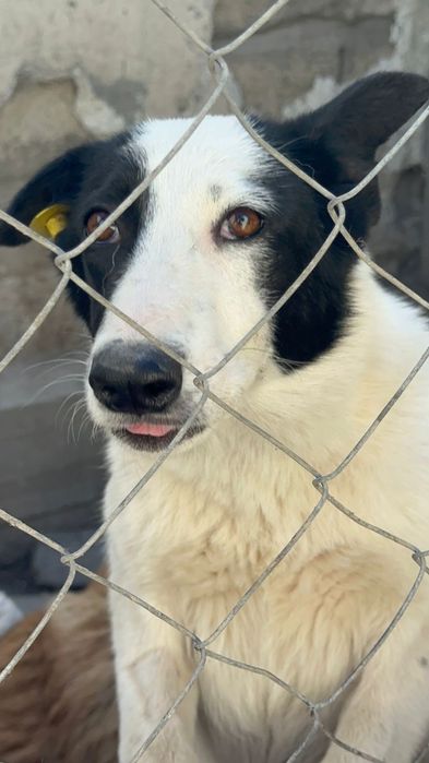 В добрые руки, щенок