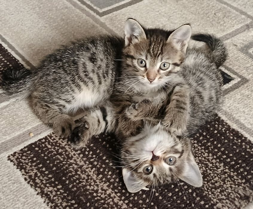 Котята бесплатно