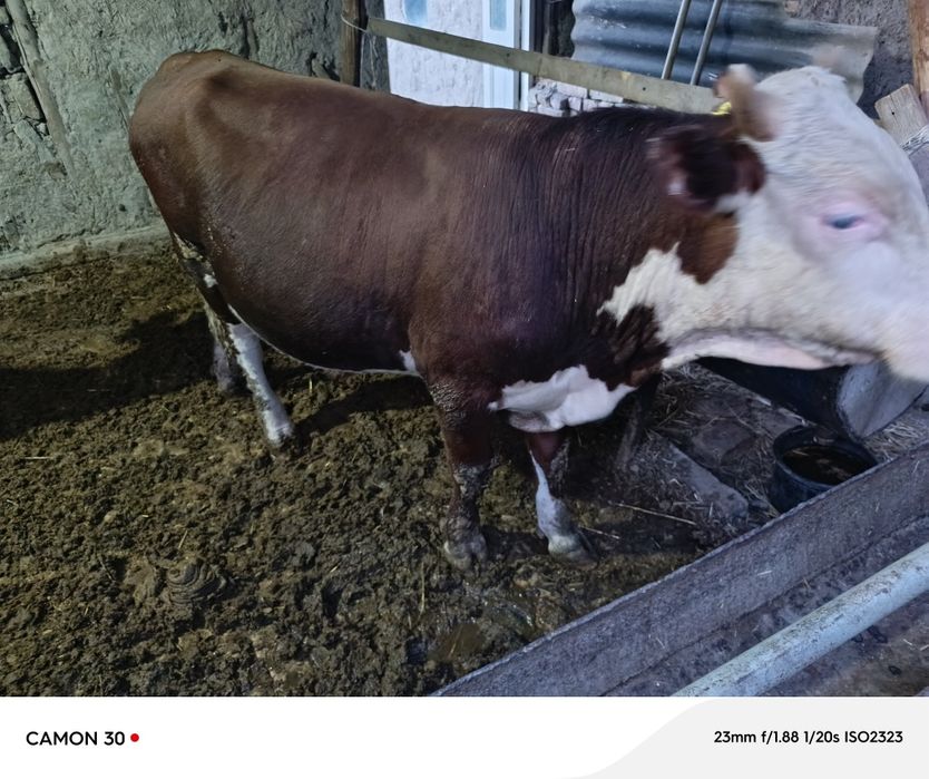 Angus yoshi 1 yosh yeyishi yaxshi narxi 32 milliondan