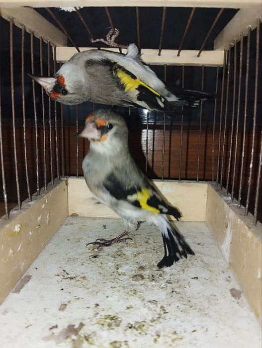 Sava sayroqi sotilad