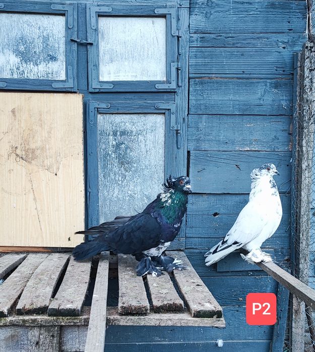 Uriași Maghiari de vânzare