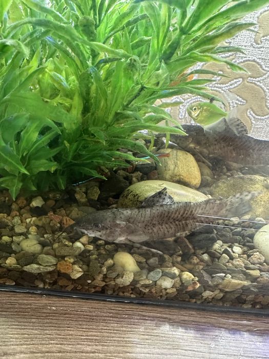 Аквариумные сомики сомы