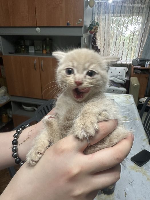 Отдам котят в добрые руки