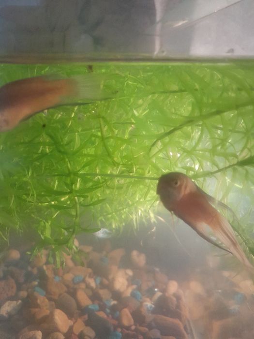 Аквариумные рыбки