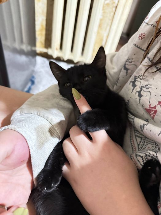 Кошечка в добрые руки