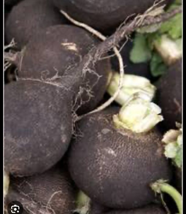 Черная редька от кашля