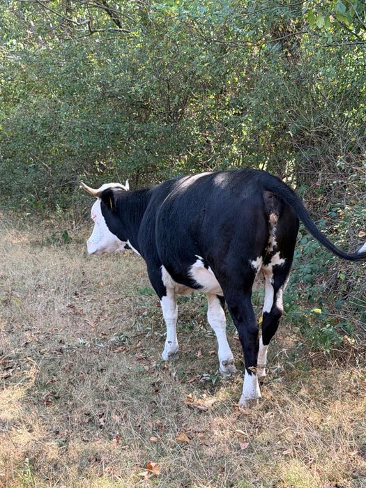 Vand doua juninci si o vaca