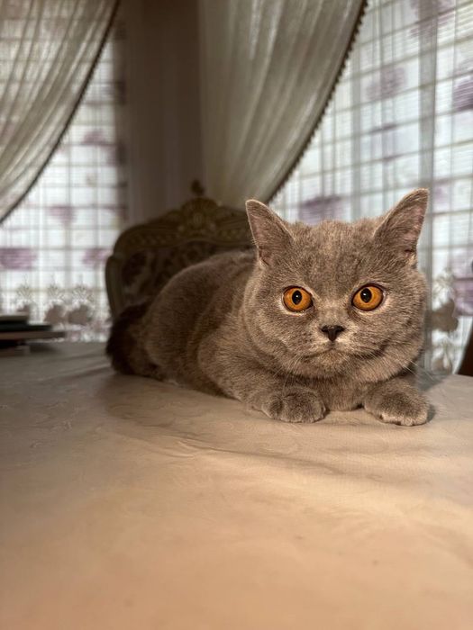 Чистокровные британские котята, девочки