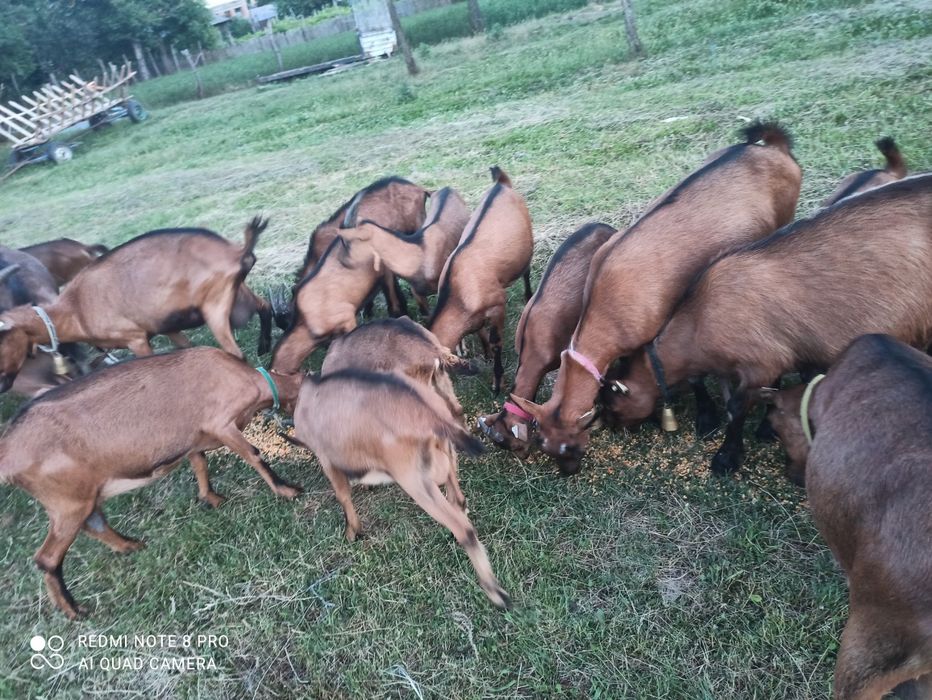 Vând țapi alpin francez