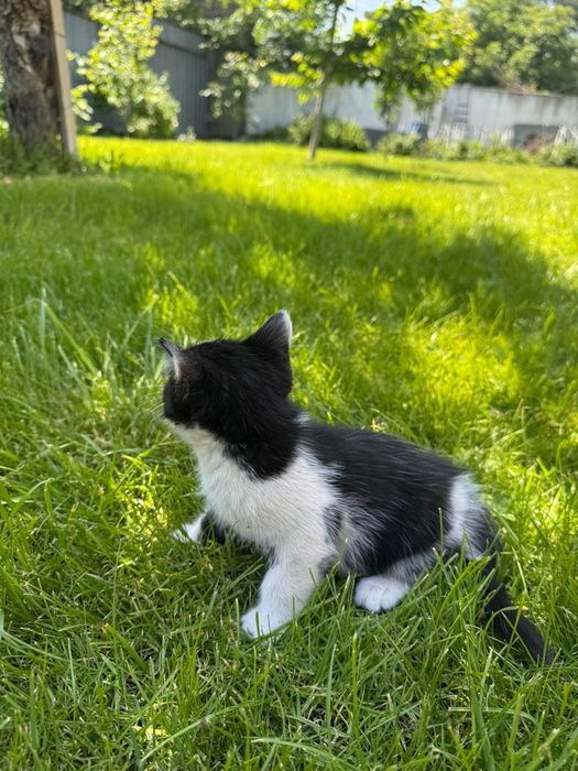 Отдам котят на усыновление