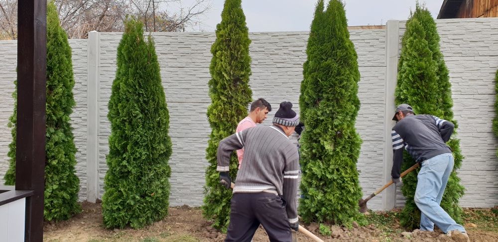 Vindem tuia smaragd de mai multe dimensiuni