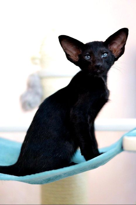 Ориентальные котята  с родословной