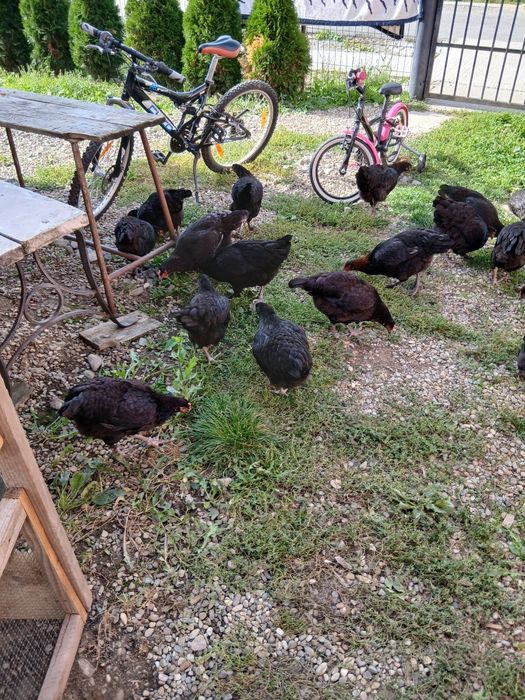 Fam. Marans 2026