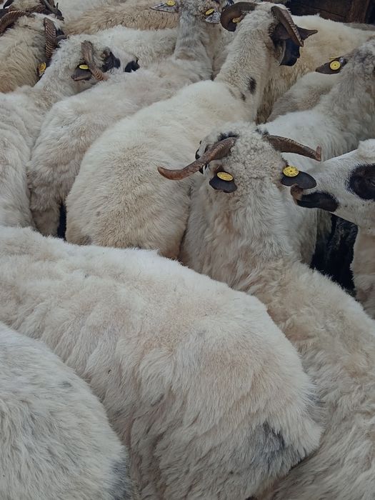 Oii și Berbecuț de vânzare
