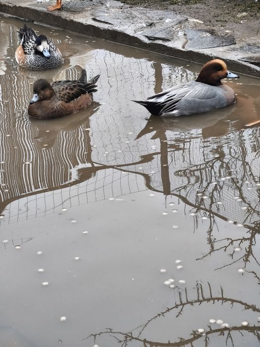 Perechi rațe exotice