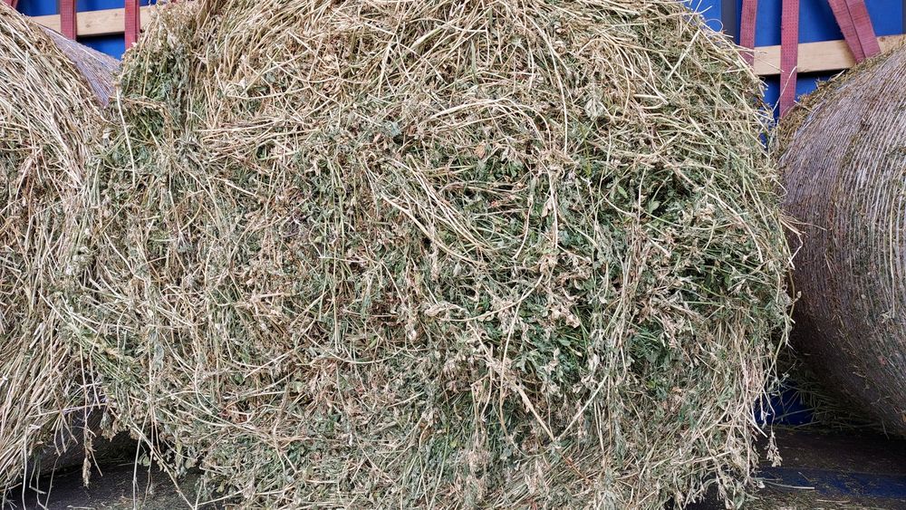 De vânzare baloți de lucernă,fân! Se asigura transport!