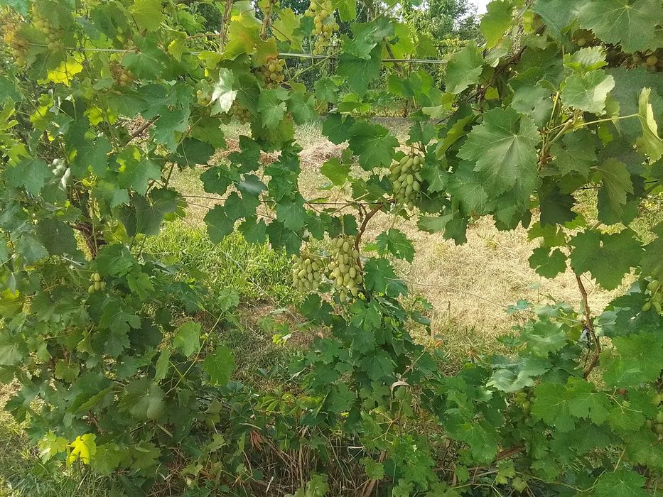 Продам дом-дачу, Есик, 5 км