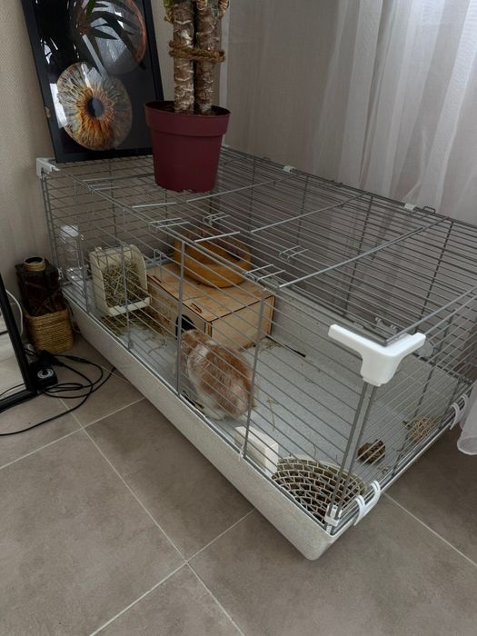 Декоративный кролик