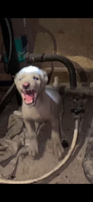 Алабай кушик сатылады