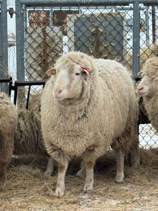 Продам племянных кошкаров