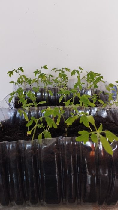 Рассады помидоров голландских