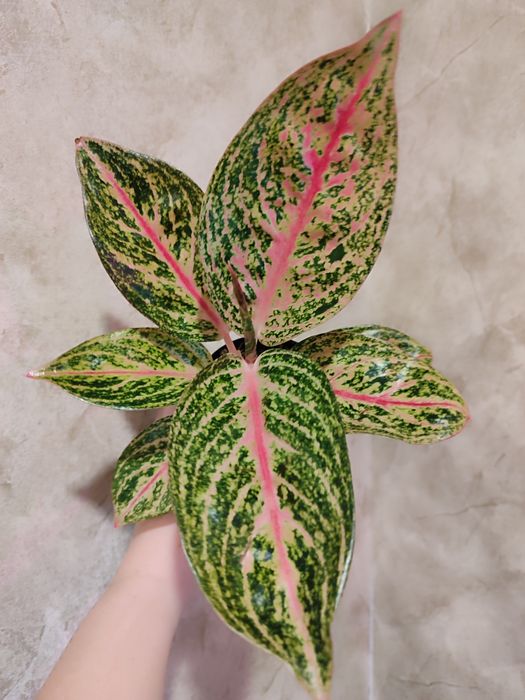 Тайские Аглаонемы