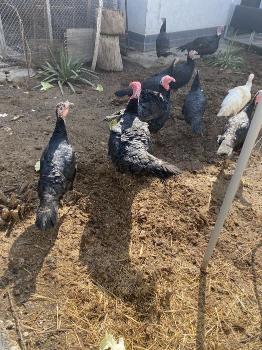 Животные птица  жывотные.