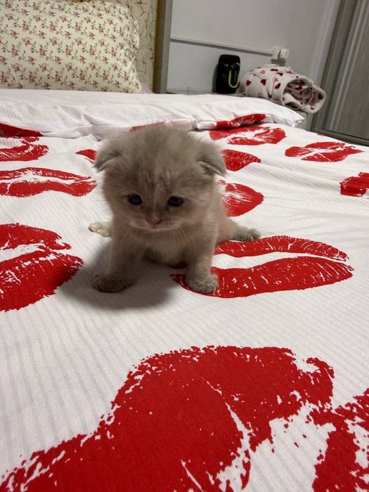 Продам котят шотланской породы