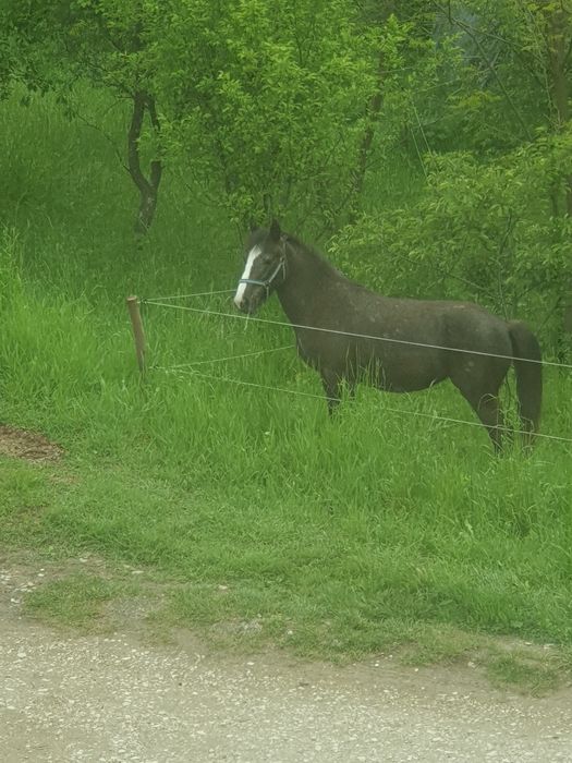 Vând iapa de 2 ani,cu acte.( Pașaport)