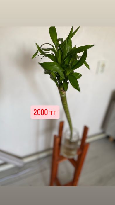 Доставка бесплатно