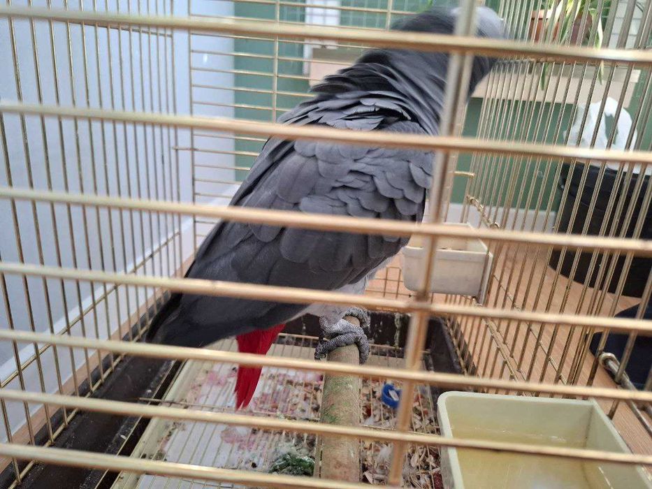 Продаётся ручной попугай Жако