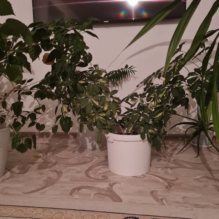 Продам комнатные цветы