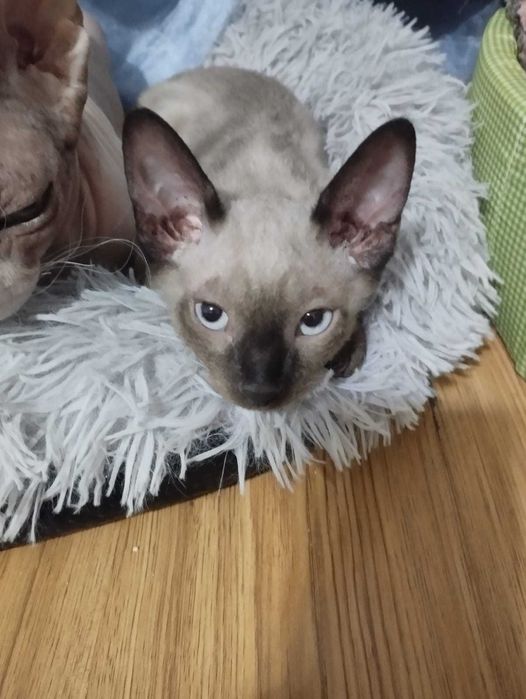 Котёнок канадского сфинкса
