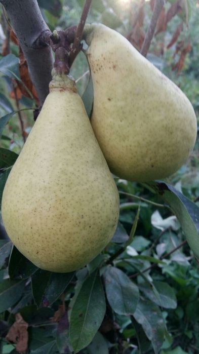 NOK kuchatlarini eng yangi sortlari bor joyidan sveji kovlab beramiz