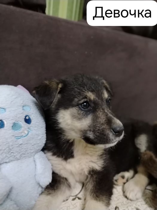 Отдам щенков в добрые руки