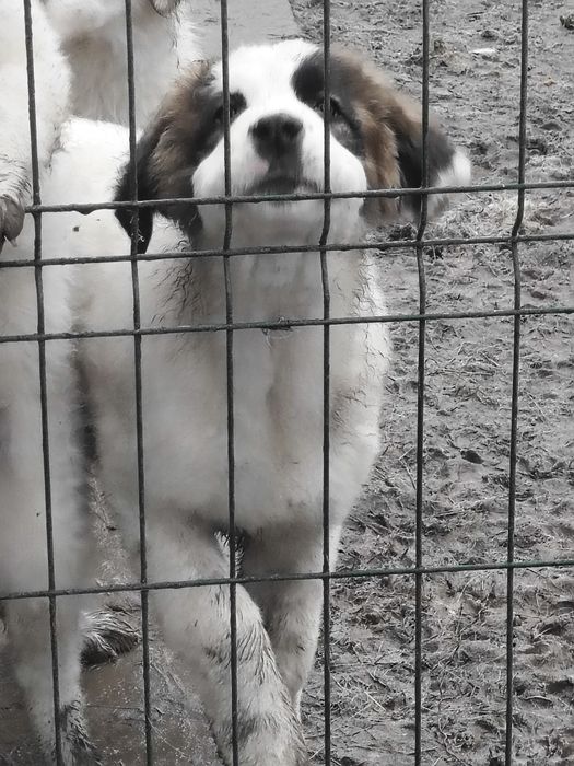 Ciobanesc de Bucovina